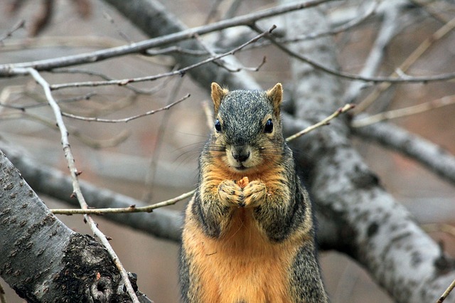 5 Unusual Ways Nature Causes Outages And How To Mitigate Risk